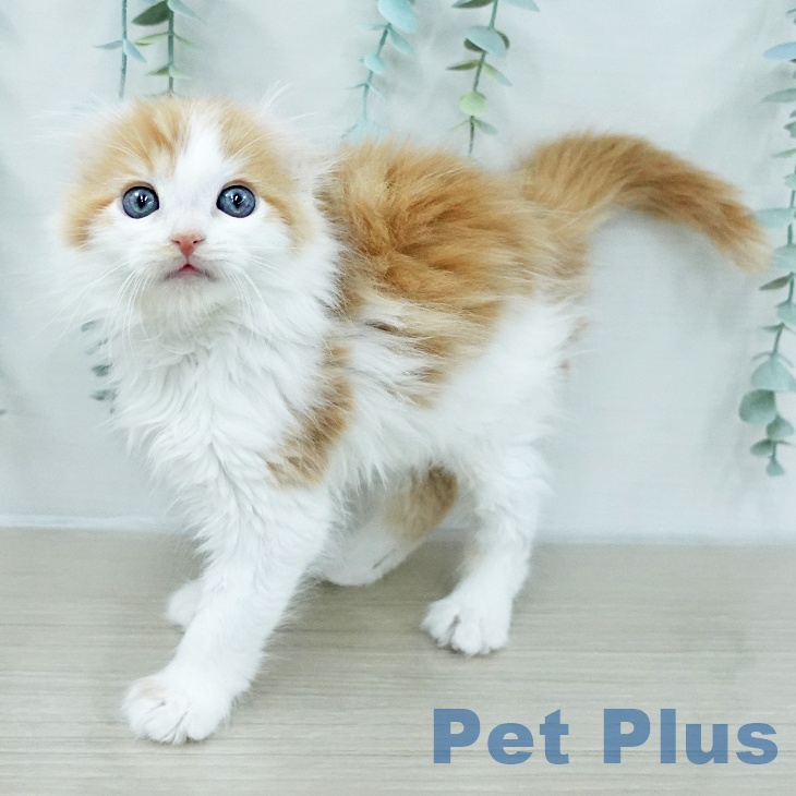 神奈川県のアメリカンカール (ペットプラス モザイクモール港北店/2026年2月1日生まれ/男の子/レッドタビーホワイト)の子猫の2枚目の画像