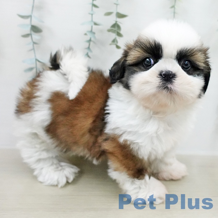 シー・ズーの写真2