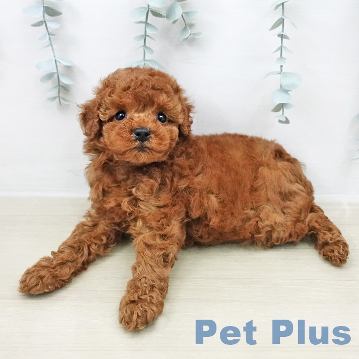 トイ・プードル