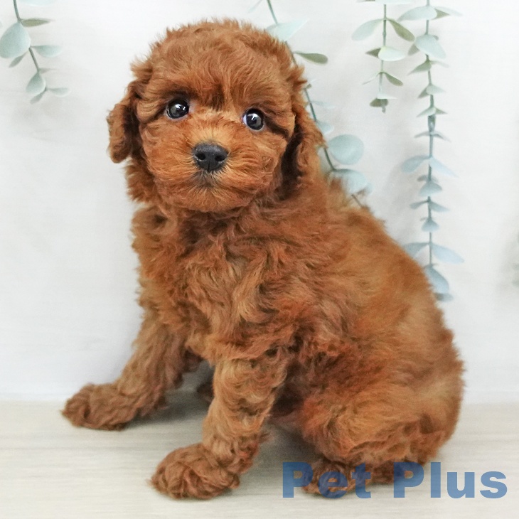 神奈川県のトイプードル(トイ) (ペットプラス 相模原並木店/2026年2月8日生まれ/男の子/レッド)の子犬の1枚目の画像