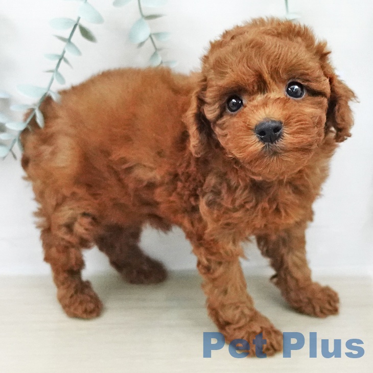 神奈川県のトイプードル(トイ) (ペットプラス 相模原並木店/2026年2月8日生まれ/男の子/レッド)の子犬の2枚目の画像