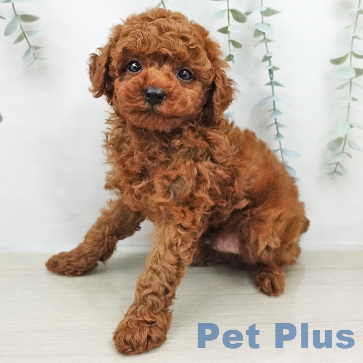 山梨県のトイプードル(トイ) (ペットプラス 甲府昭和店/2026年2月8日生まれ/男の子/レッド)の子犬の1枚目の画像