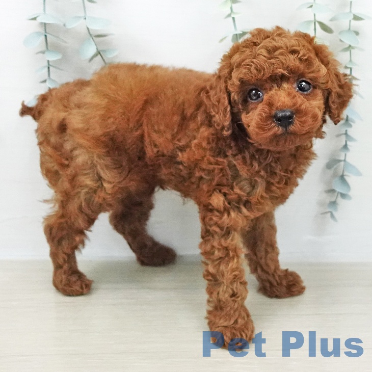 山梨県のトイプードル(トイ) (ペットプラス 甲府昭和店/2026年2月8日生まれ/男の子/レッド)の子犬の2枚目の画像