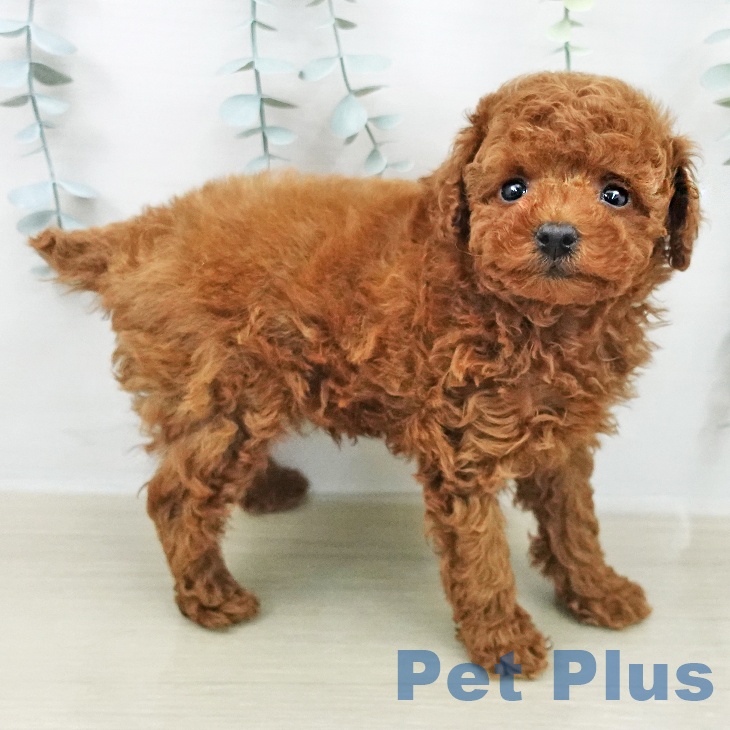 神奈川県のトイプードル(トイ) (ペットプラス モザイクモール港北店/2026年2月8日生まれ/男の子/レッド)の子犬の1枚目の画像