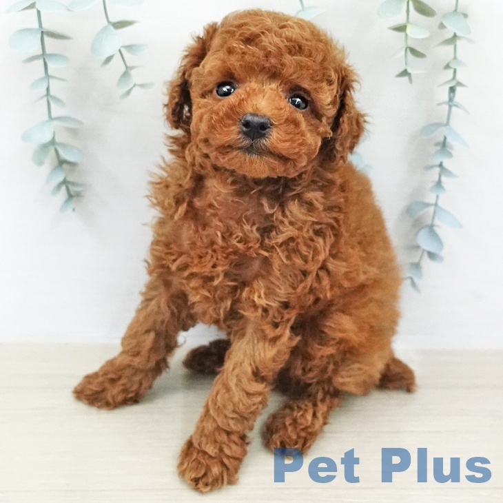 神奈川県のトイプードル(トイ) (ペットプラス モザイクモール港北店/2026年2月8日生まれ/男の子/レッド)の子犬の2枚目の画像