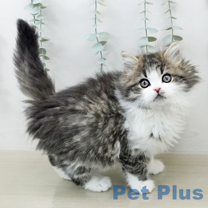 ラガマフィンの写真2