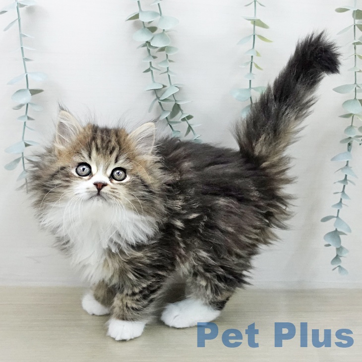 ラガマフィンの写真2