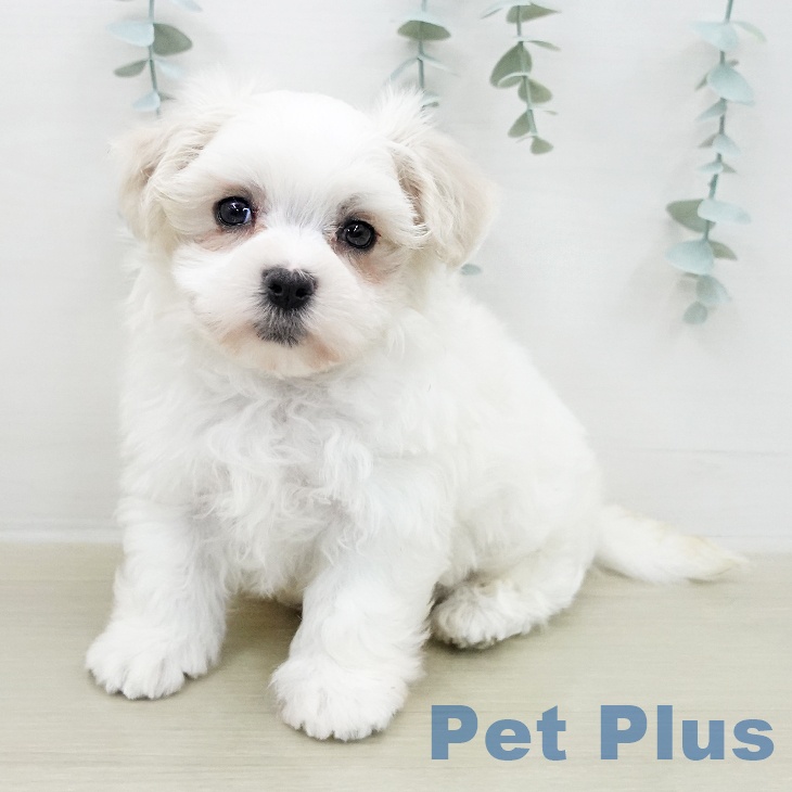 埼玉県のマルチーズ (ペットプラス クレアモール川越店/2026年2月8日生まれ/男の子/ホワイト)の子犬の1枚目の画像