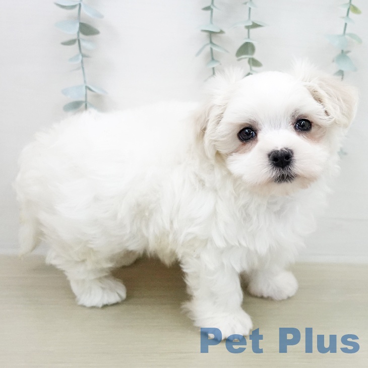 埼玉県のマルチーズ (ペットプラス クレアモール川越店/2026年2月8日生まれ/男の子/ホワイト)の子犬の2枚目の画像