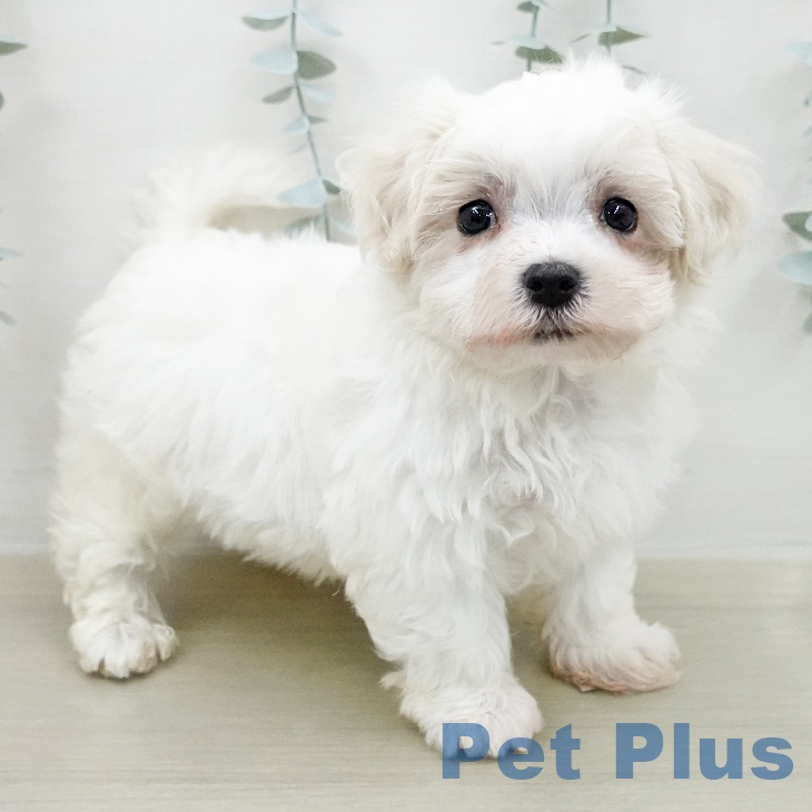 神奈川県のマルチーズ (ペットプラス 湘南平塚店/2026年2月8日生まれ/男の子/ホワイト)の子犬の1枚目の画像