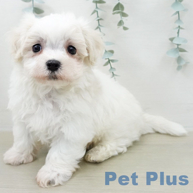 神奈川県のマルチーズ (ペットプラス 湘南平塚店/2026年2月8日生まれ/男の子/ホワイト)の子犬の2枚目の画像