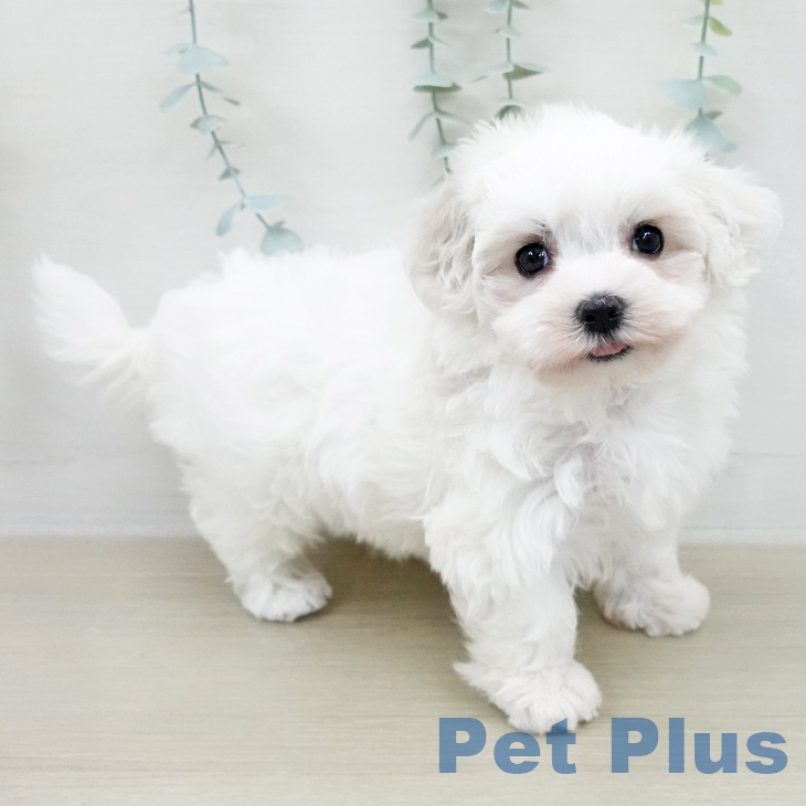 神奈川県のマルチーズ (ペットプラス テラスモール湘南店/2026年2月8日生まれ/女の子/ホワイト)の子犬の1枚目の画像