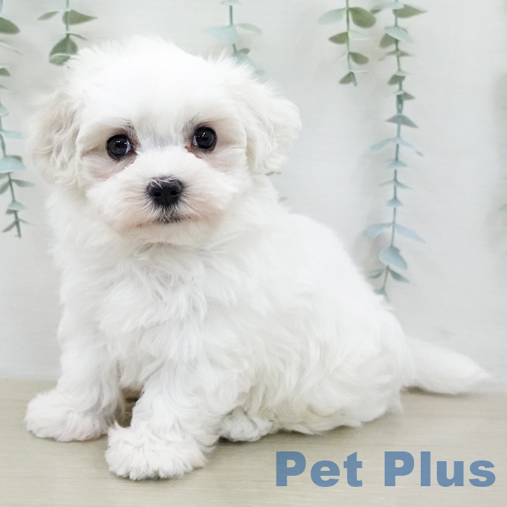 神奈川県のマルチーズ (ペットプラス テラスモール湘南店/2026年2月8日生まれ/女の子/ホワイト)の子犬の2枚目の画像