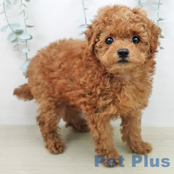 埼玉県のトイプードル(トイ) (ペットプラス 上尾店/2026年2月1日生まれ/男の子/レッド)の子犬の1枚目の画像