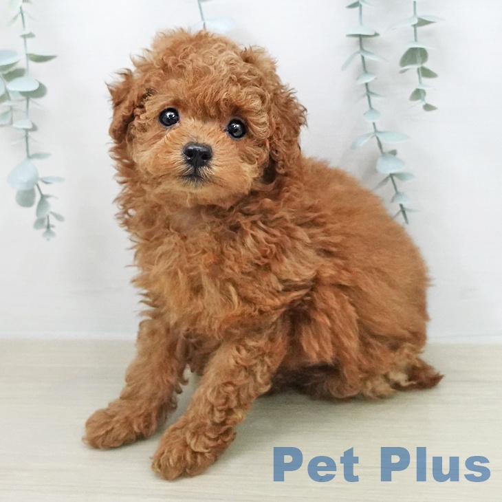 埼玉県のトイプードル(トイ) (ペットプラス 上尾店/2026年2月1日生まれ/男の子/レッド)の子犬の2枚目の画像