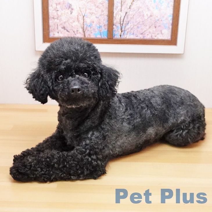 トイ・プードルの詳細情報 | PetPlus パートナードッグ&キャット