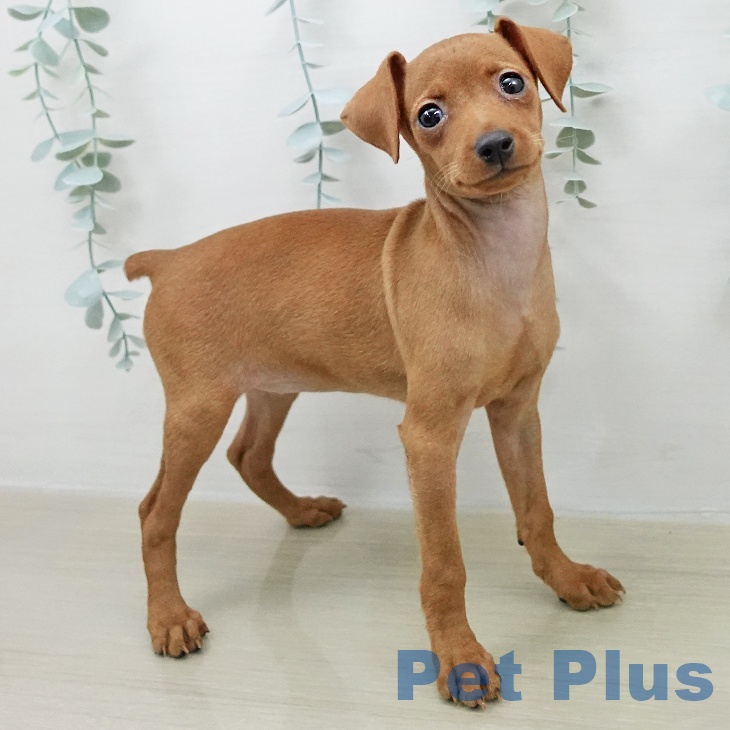 ミニチュア・ピンシャーの写真2