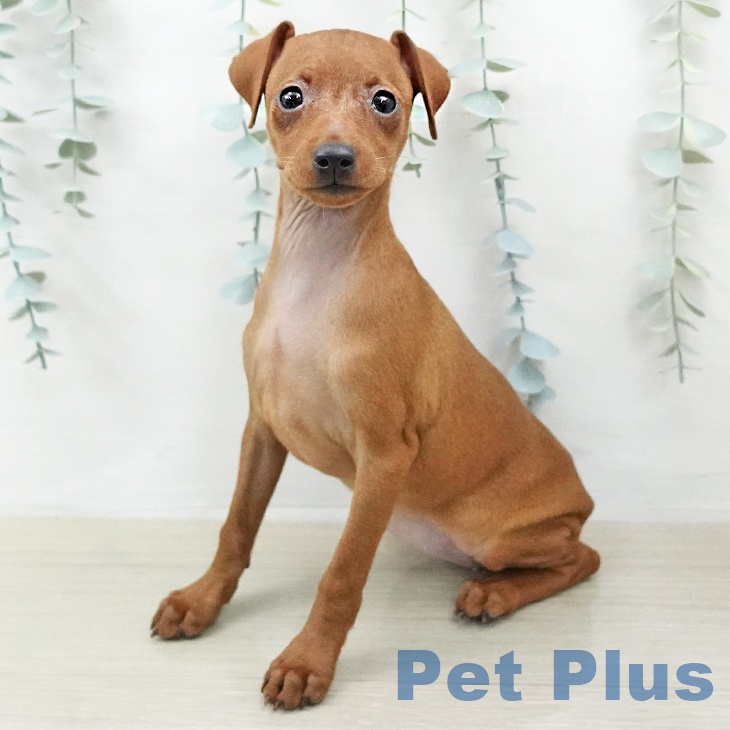 ミニチュア・ピンシャー