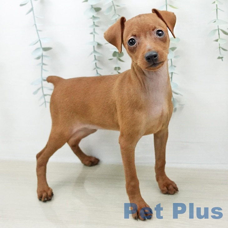 ミニチュア・ピンシャー