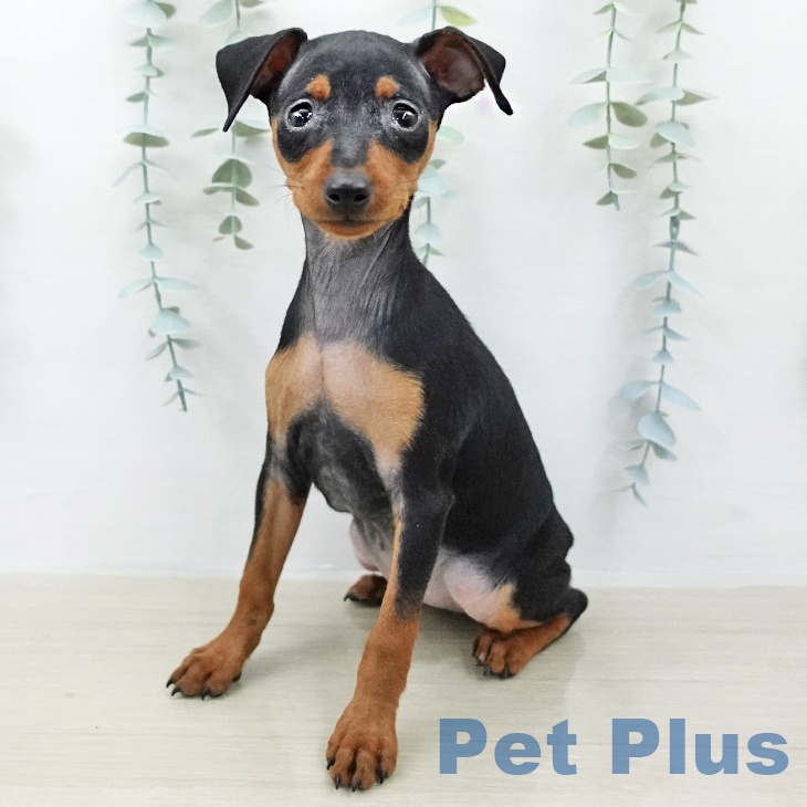 ミニチュア・ピンシャー