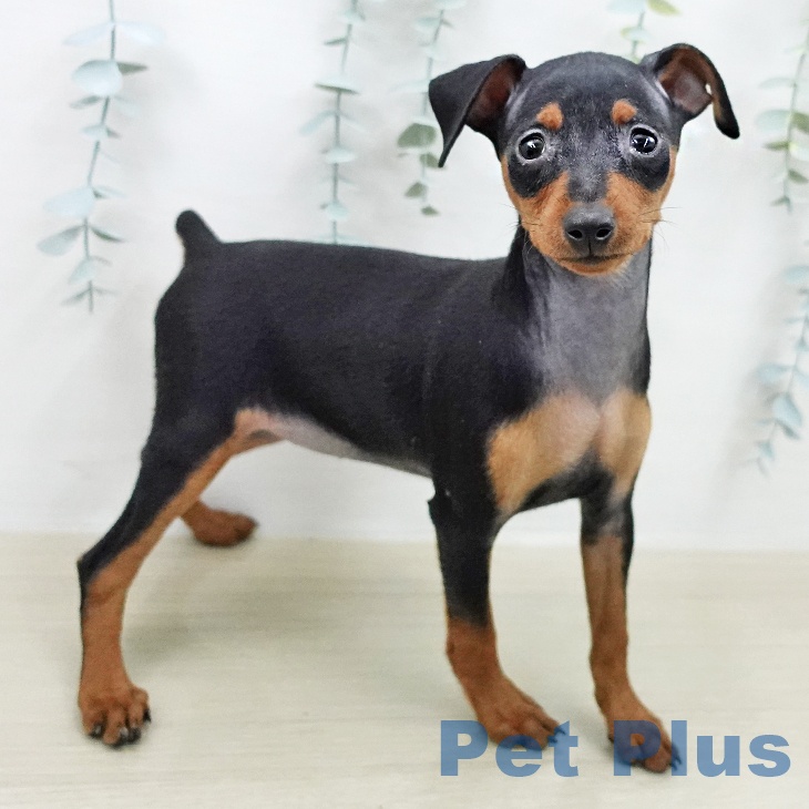 ミニチュア・ピンシャーの写真2