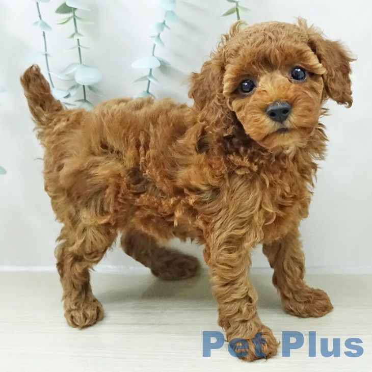 茨城県のトイプードル(トイ) (ペッツワン 古河店/2026年2月9日生まれ/女の子/レッド)の子犬の1枚目の画像