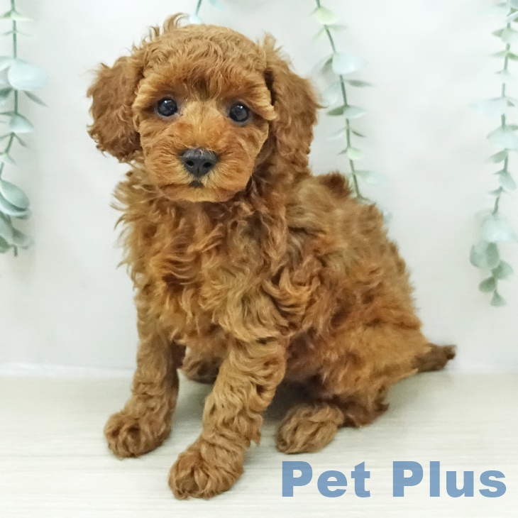 茨城県のトイプードル(トイ) (ペッツワン 古河店/2026年2月9日生まれ/女の子/レッド)の子犬の2枚目の画像