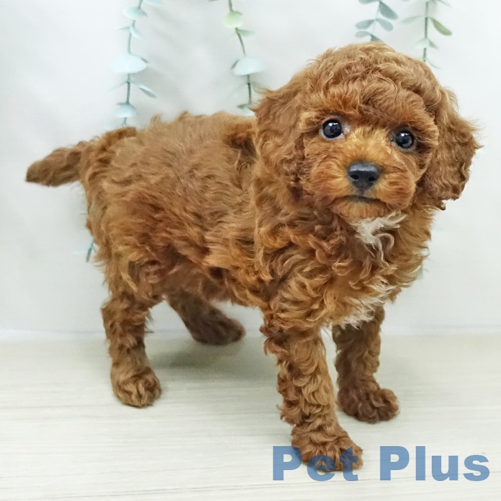 埼玉県のトイプードル(トイ) (ペットプラス ピオニウォーク東松山店/2026年2月9日生まれ/女の子/レッド)の子犬の1枚目の画像