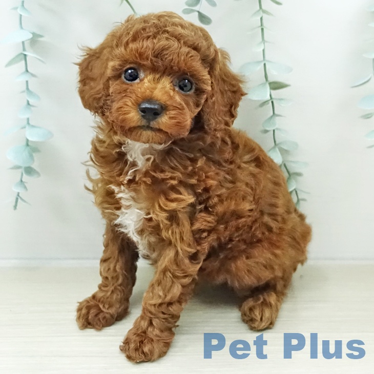 埼玉県のトイプードル(トイ) (ペットプラス ピオニウォーク東松山店/2026年2月9日生まれ/女の子/レッド)の子犬の2枚目の画像