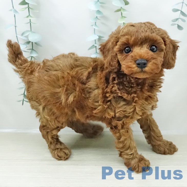 長野県のトイプードル(トイ) (ペットプラス 松本店/2026年2月9日生まれ/女の子/レッド)の子犬の1枚目の画像