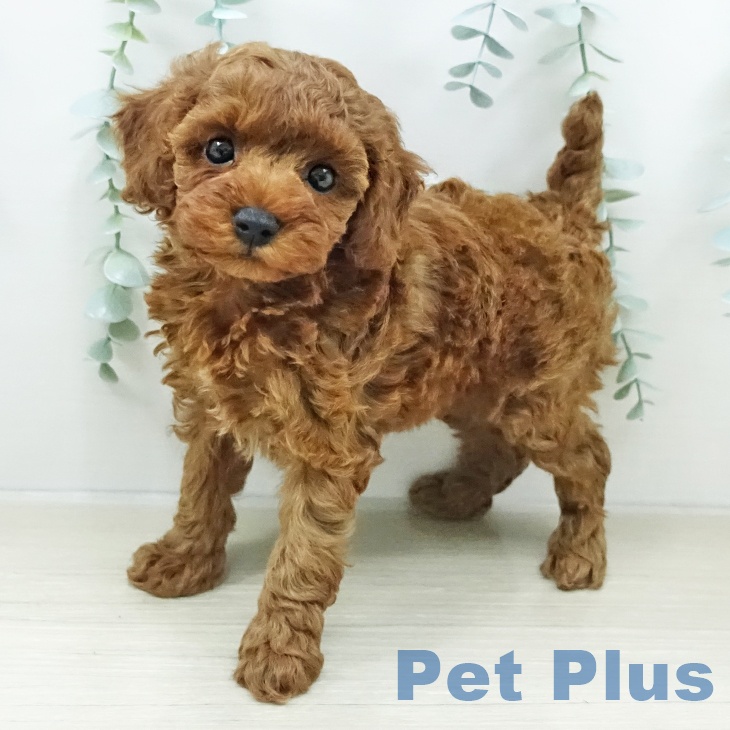 長野県のトイプードル(トイ) (ペットプラス 松本店/2026年2月9日生まれ/女の子/レッド)の子犬の2枚目の画像