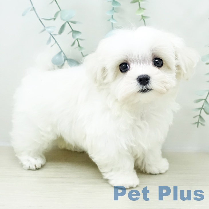 埼玉県のマルチーズ (ペットプラス コクーンシティ店/2026年2月6日生まれ/女の子/ホワイト)の子犬