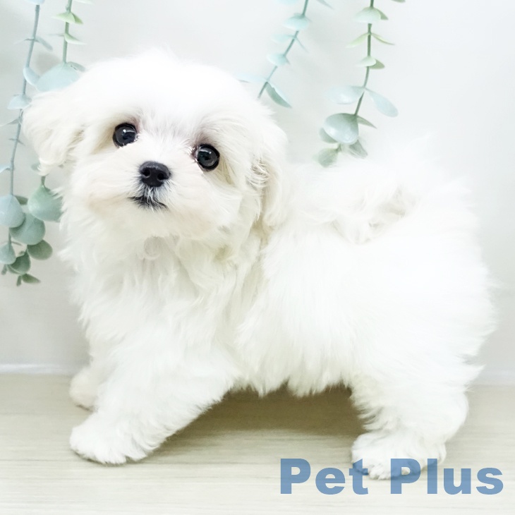 埼玉県のマルチーズ (ペットプラス コクーンシティ店/2026年2月6日生まれ/女の子/ホワイト)の子犬の2枚目の画像
