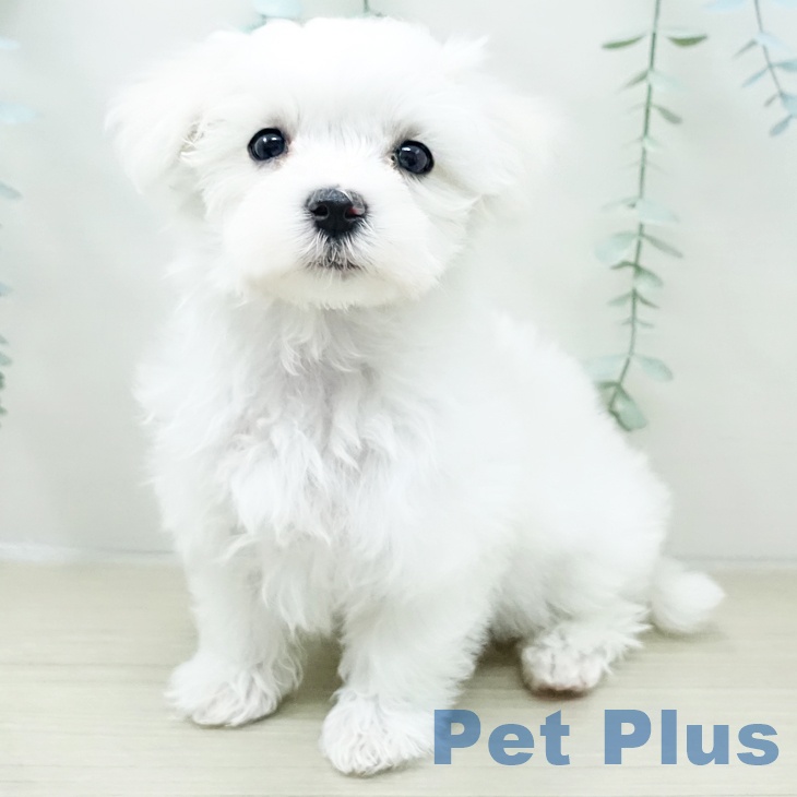 東京都のマルチーズ (ペットプラス 立川高島屋S.C.店/2026年2月9日生まれ/男の子/ホワイト)の子犬の1枚目の画像