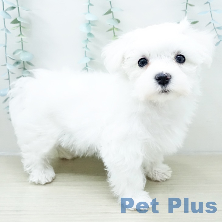 東京都のマルチーズ (ペットプラス 立川高島屋S.C.店/2026年2月9日生まれ/男の子/ホワイト)の子犬の2枚目の画像