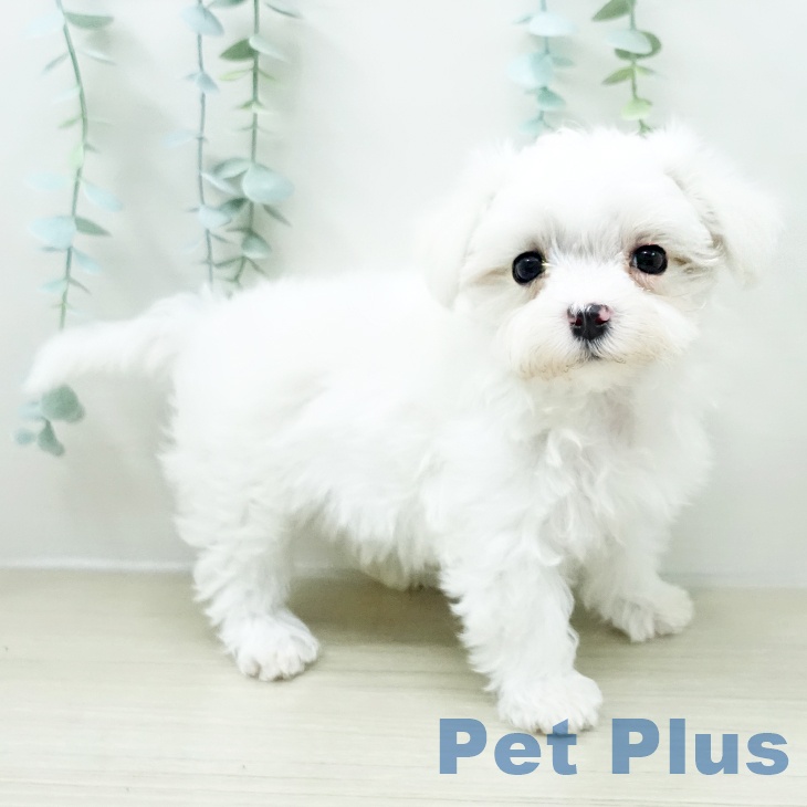 長野県のマルチーズ (ペットプラス 上田店/2026年2月9日生まれ/女の子/ホワイト)の子犬の1枚目の画像