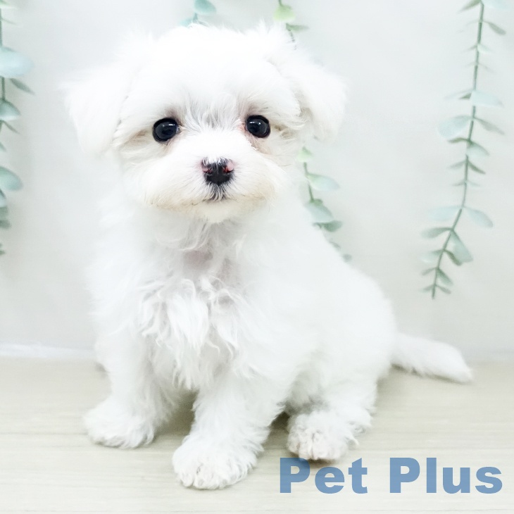 長野県のマルチーズ (ペットプラス 上田店/2026年2月9日生まれ/女の子/ホワイト)の子犬の2枚目の画像