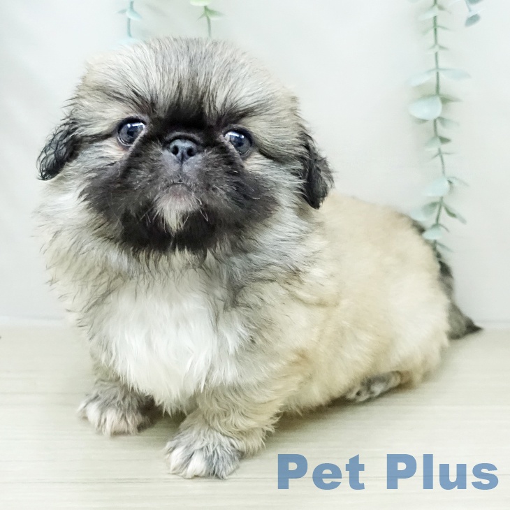 千葉県のペキニーズ (ペットプラス 幕張新都心店/2026年2月6日生まれ/女の子/フォーン)の子犬の1枚目の画像