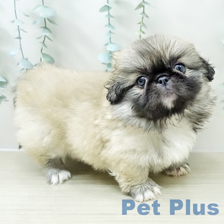 千葉県のペキニーズ (ペットプラス 幕張新都心店/2026年2月6日生まれ/女の子/フォーン)の子犬の2枚目の画像