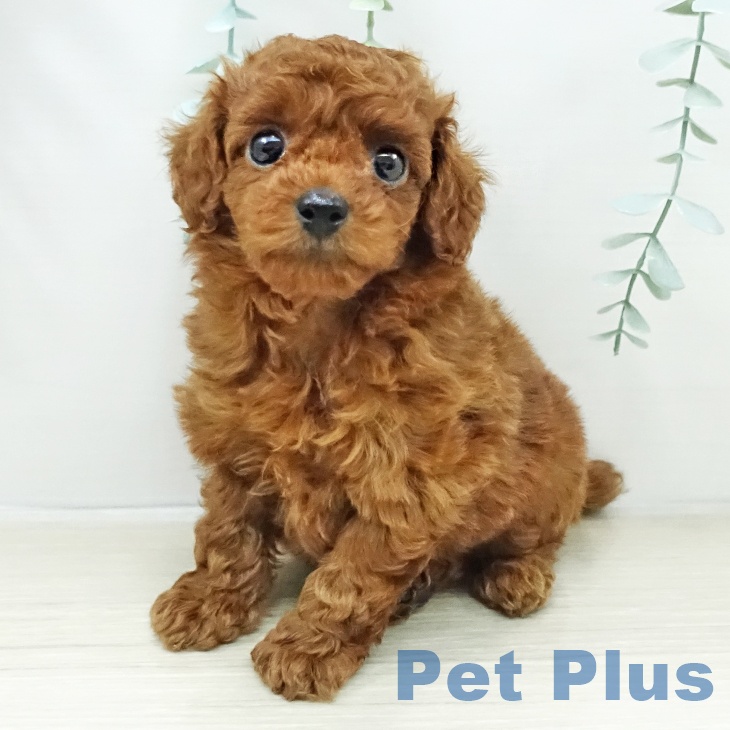 埼玉県のトイプードル(トイ) (ペットプラス 浦和美園店/2026年2月8日生まれ/男の子/レッド)の子犬