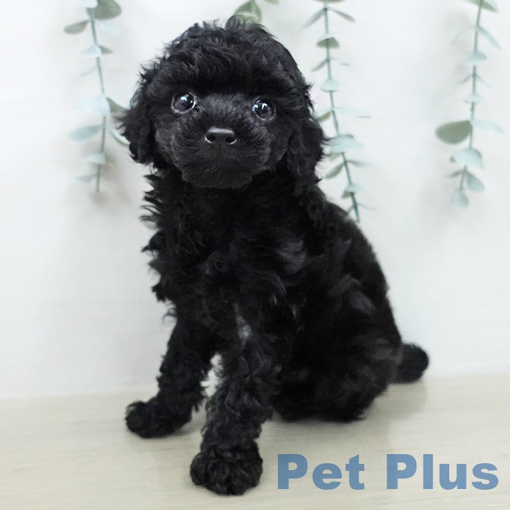 神奈川県のトイプードル(トイ) (ペットプラス 湘南平塚店/2026年2月8日生まれ/女の子/ブラック)の子犬