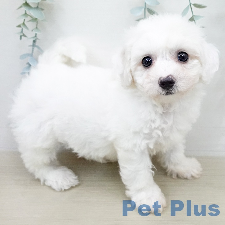 埼玉県のビションフリーゼ (ペットプラス 八潮店/2026年2月9日生まれ/女の子/ホワイト)の子犬の2枚目の画像