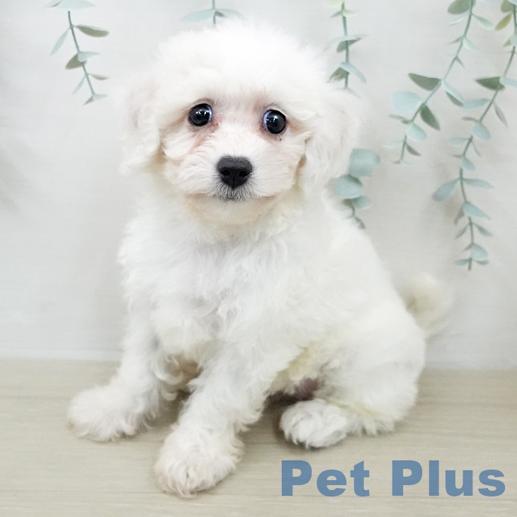 埼玉県のビションフリーゼ (ペットプラス 上尾店/2026年2月9日生まれ/女の子/ホワイト)の子犬