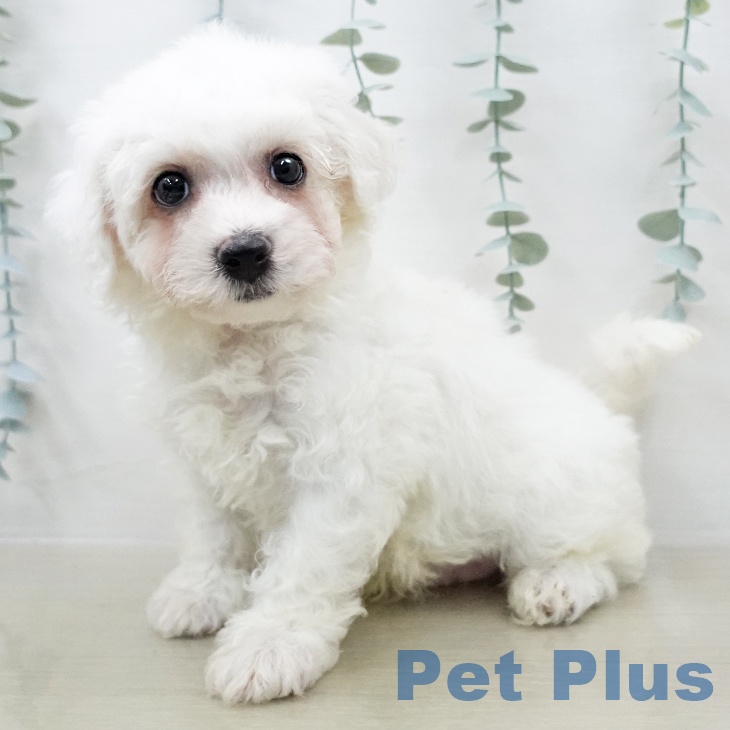 ビション・フリーゼ