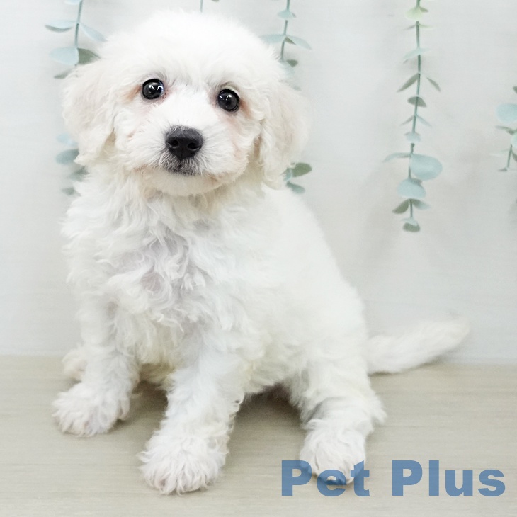 ビション・フリーゼの写真2