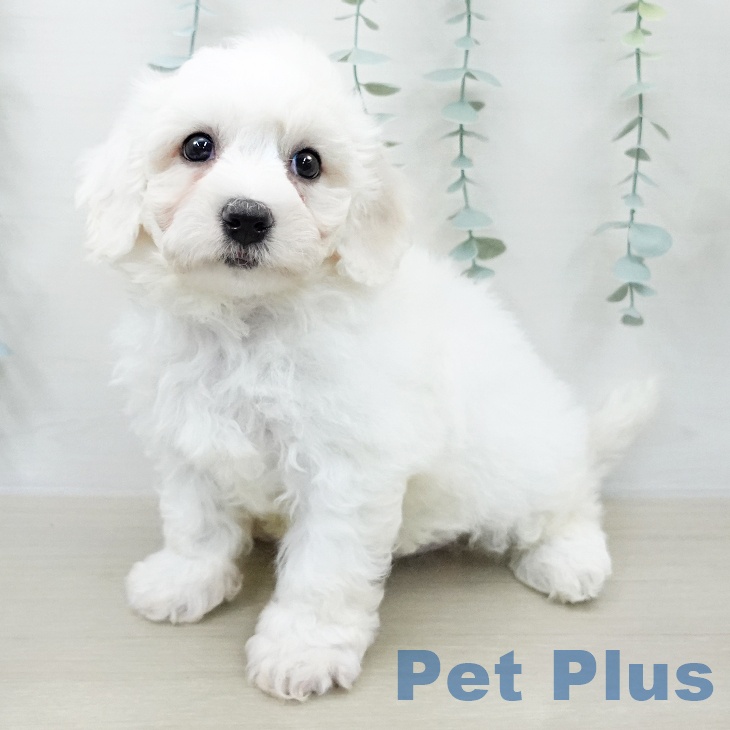 埼玉県のビションフリーゼ (ペッツワン 吉川美南店/2026年2月9日生まれ/男の子/ホワイト)の子犬