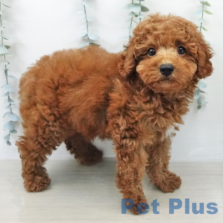 群馬県のトイプードル(トイ) (ペットプラス 前橋店/2026年2月9日生まれ/男の子/レッド)の子犬の1枚目の画像