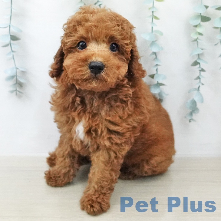 群馬県のトイプードル(トイ) (ペットプラス 前橋店/2026年2月9日生まれ/男の子/レッド)の子犬の2枚目の画像