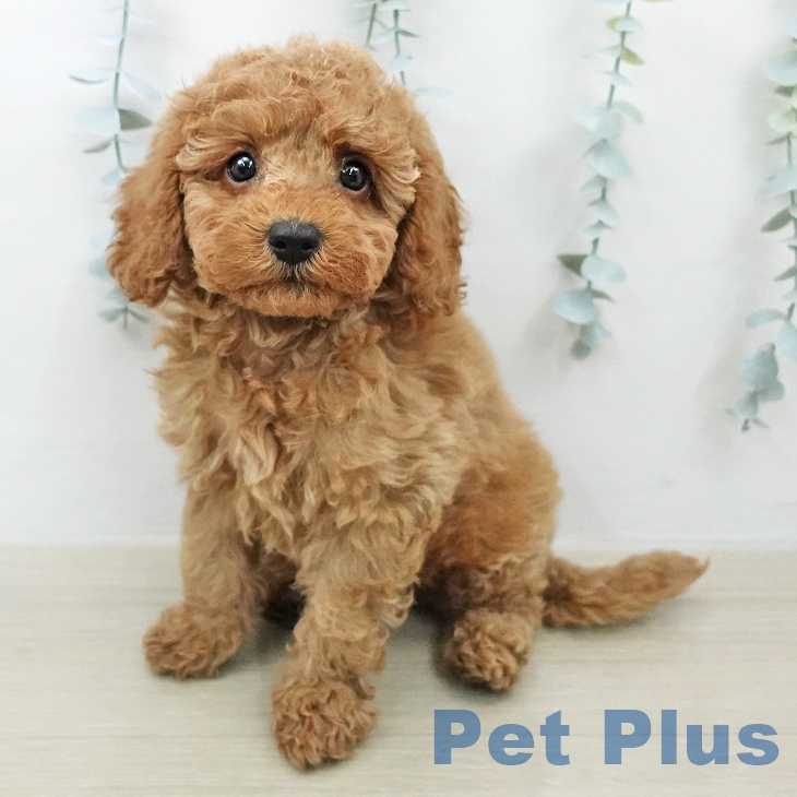 トイ・プードル