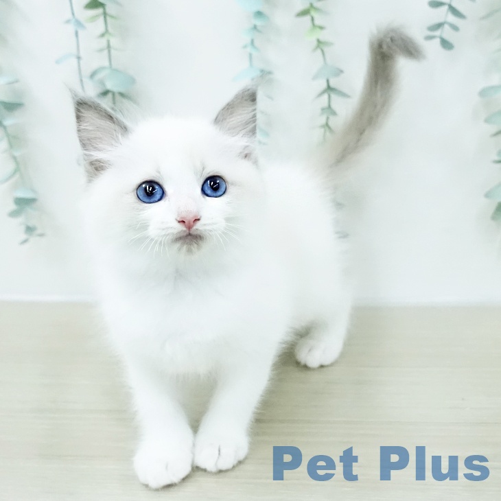 ラグドールの写真2